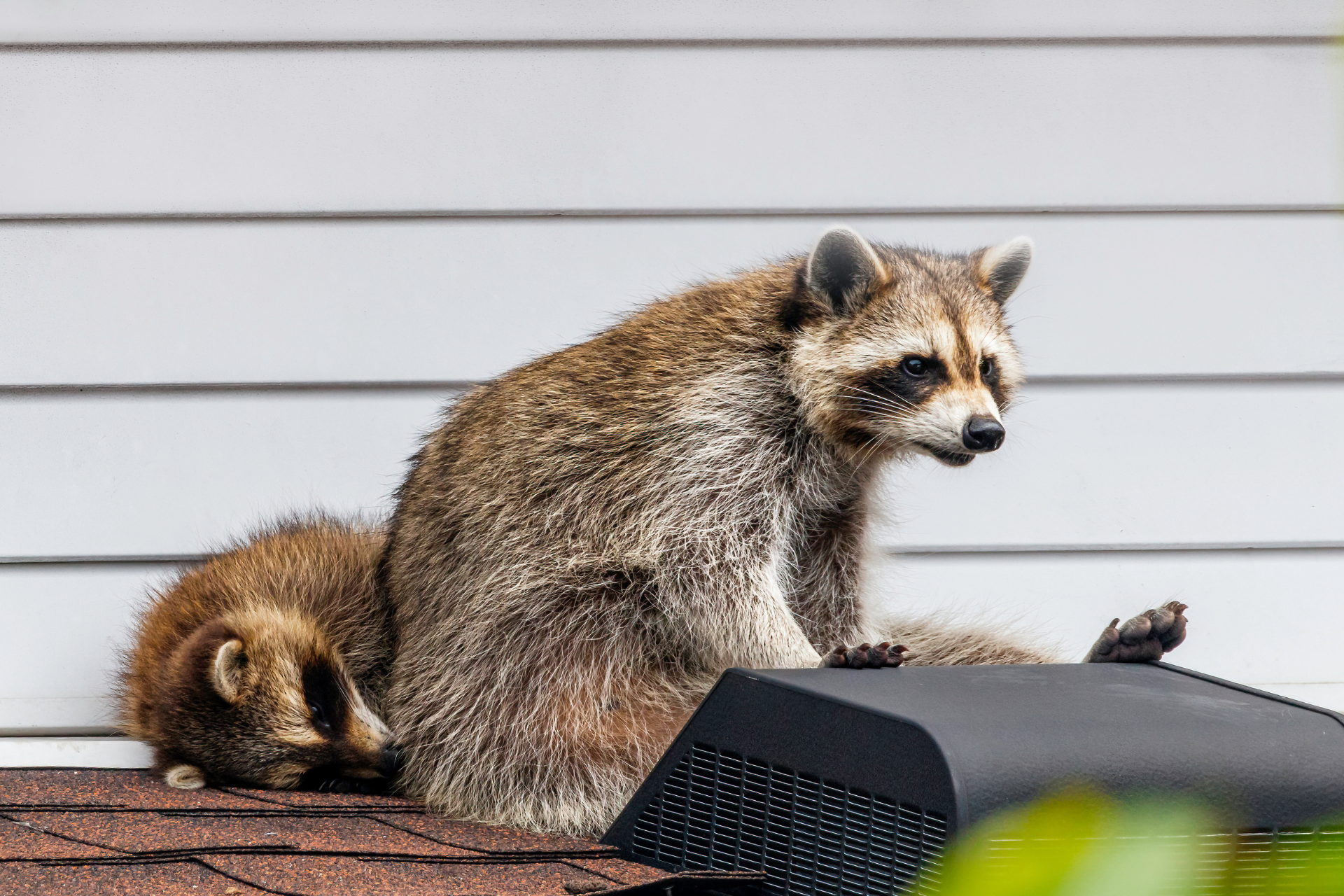 Two raccoons are sitting on the roof of a house.