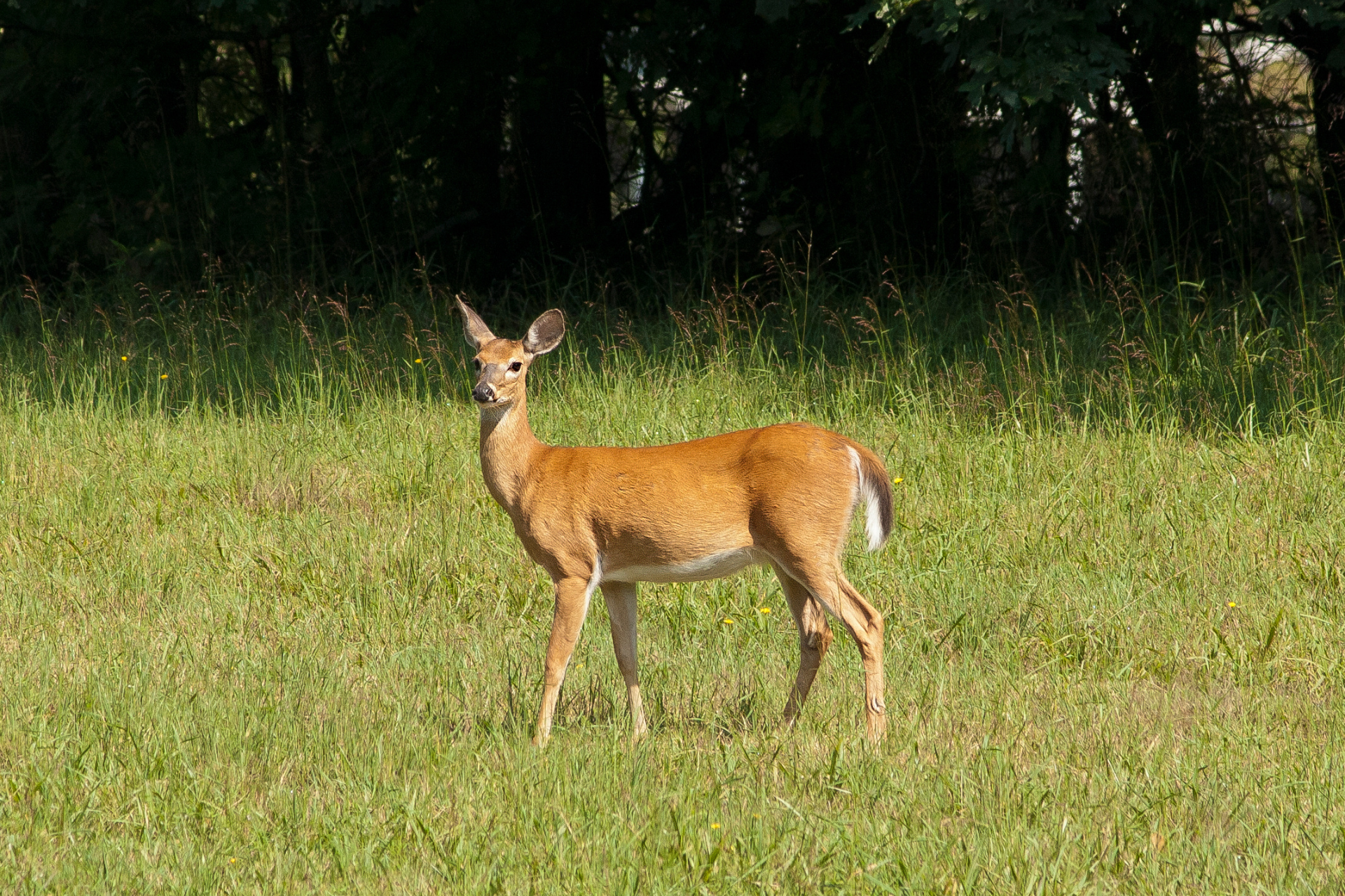 A deer is standing in a grassy field.