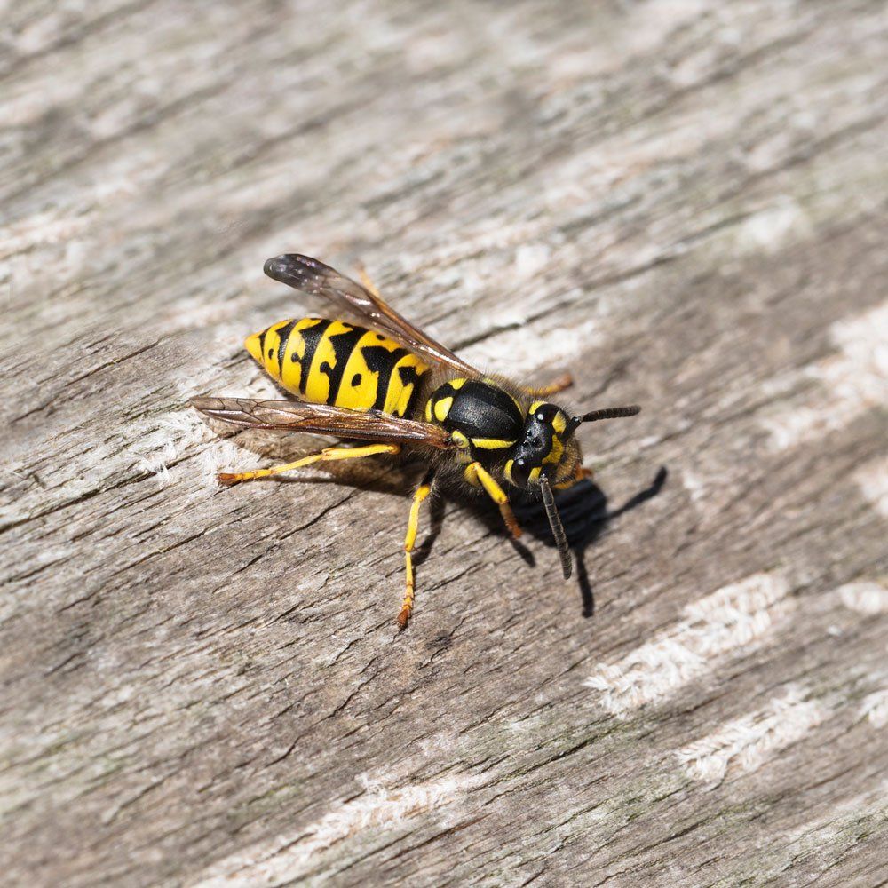 Yellow Jacket — Biddeford, ME — Ares Pest Control