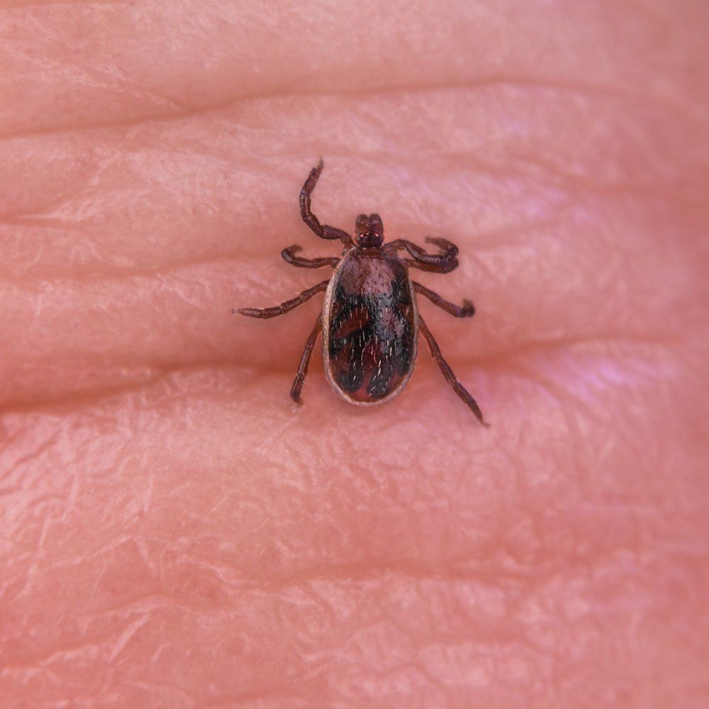 Brown Dog Tick — Biddeford, ME — Ares Pest Control