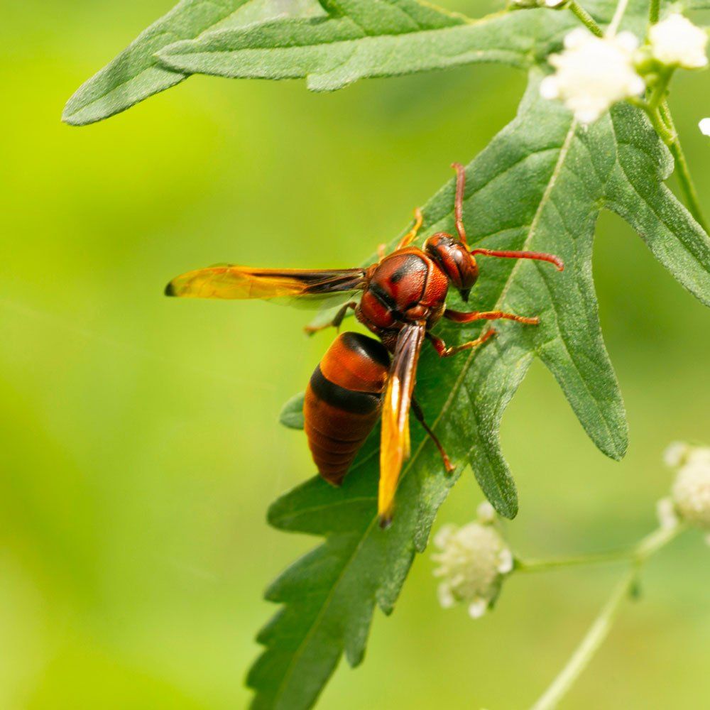 Paper Wasp — Biddeford, ME — Ares Pest Control