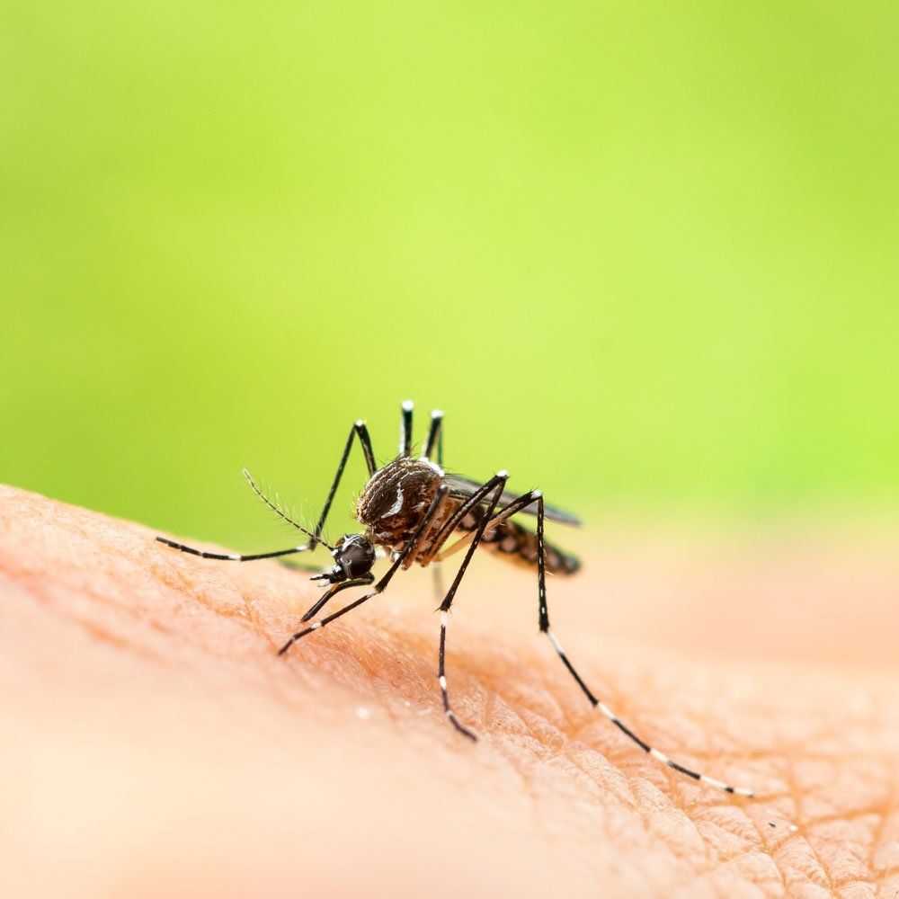 Mosquito — Biddeford, ME — Ares Pest Control