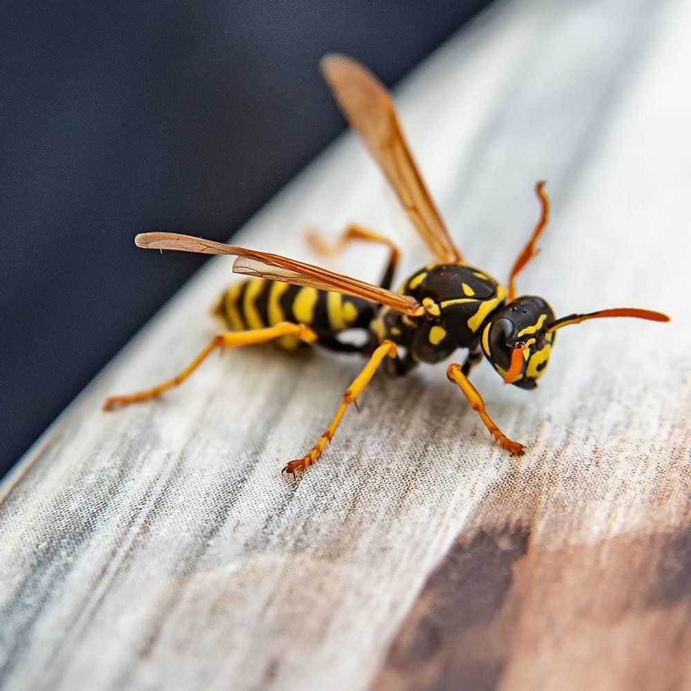 Wasp — Biddeford, ME — Ares Pest Control