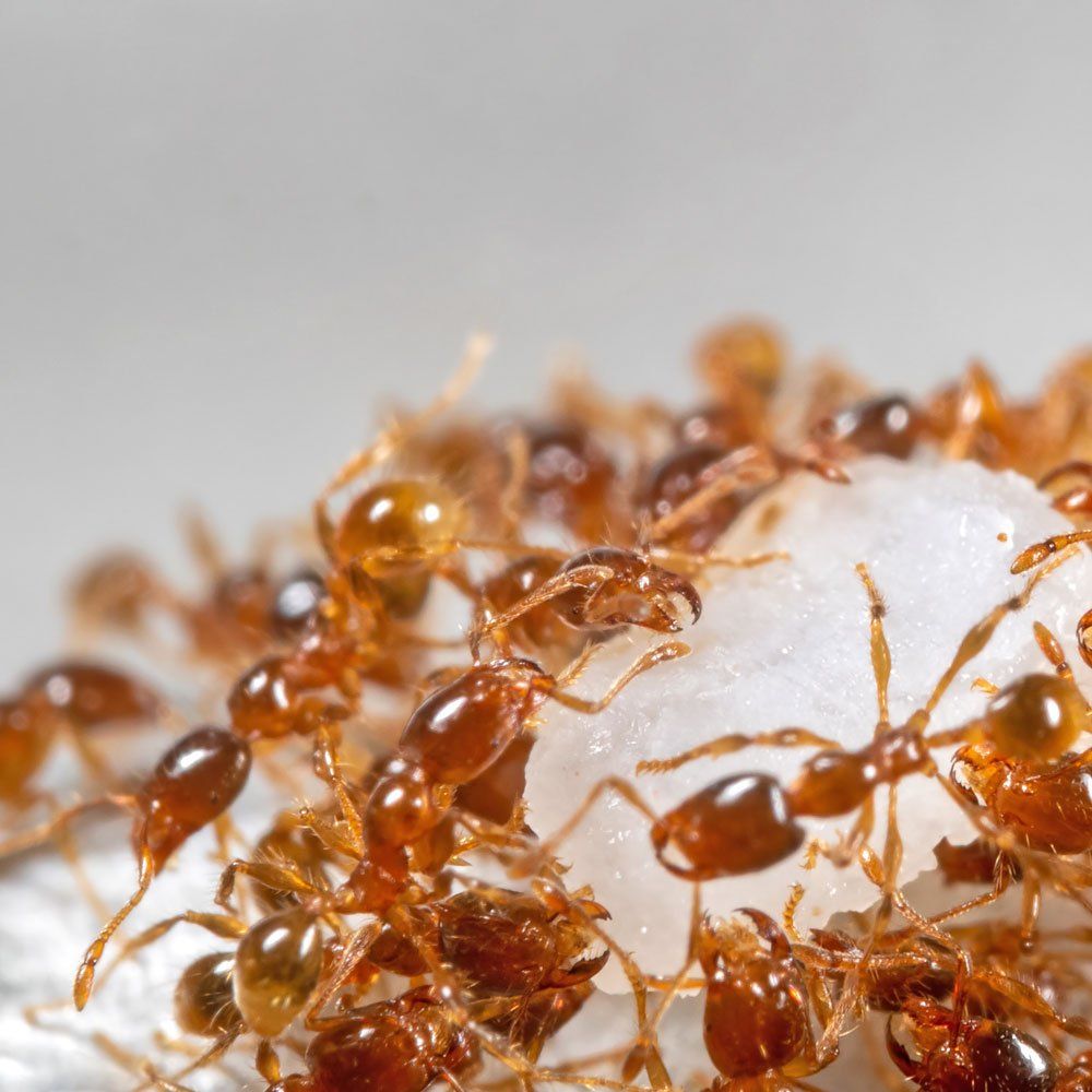 Ants — Biddeford, ME — Ares Pest Control