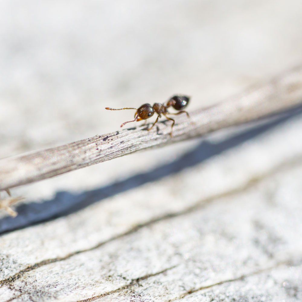 Acrobat Ant — Biddeford, ME — Ares Pest Control