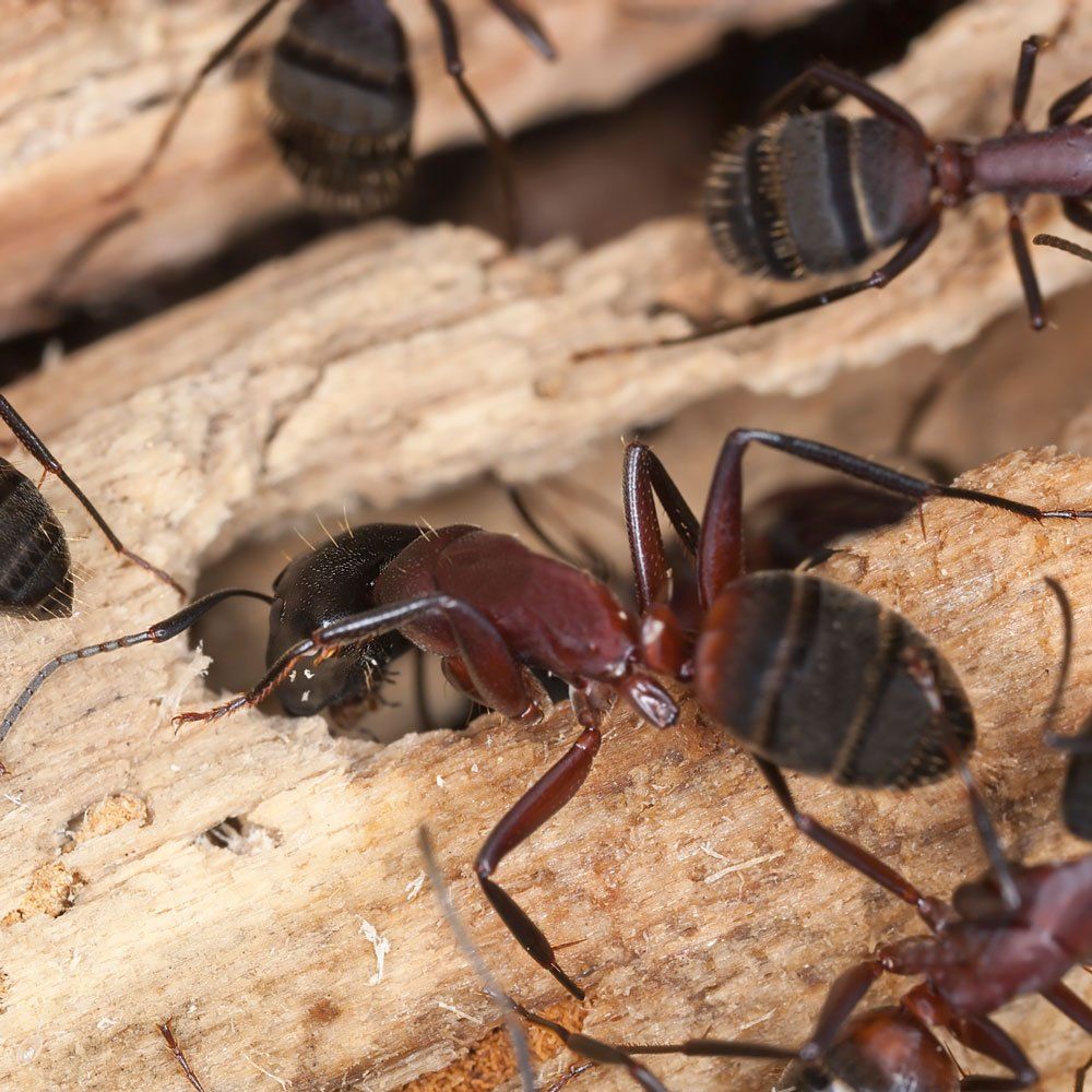 Carpenter Ants — Biddeford, ME — Ares Pest Control