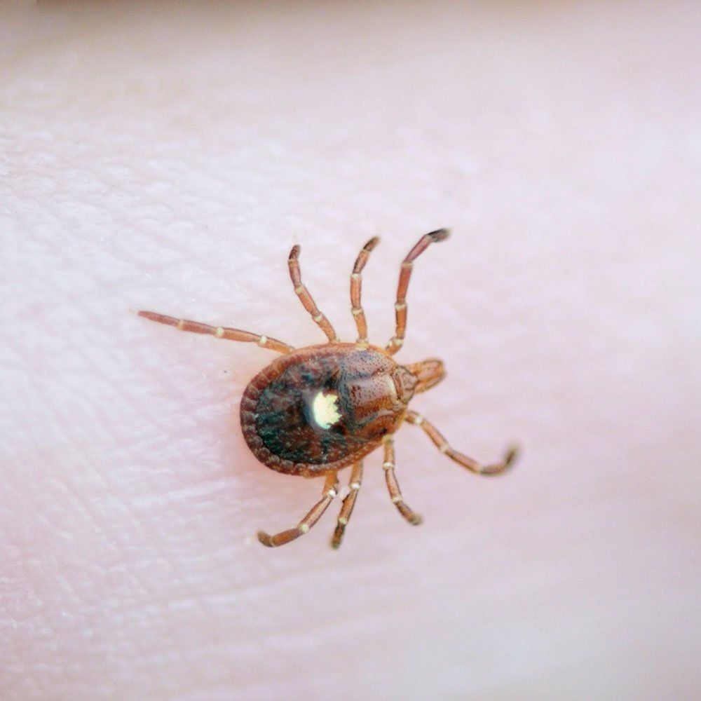 Lone Star Tick — Biddeford, ME — Ares Pest Control