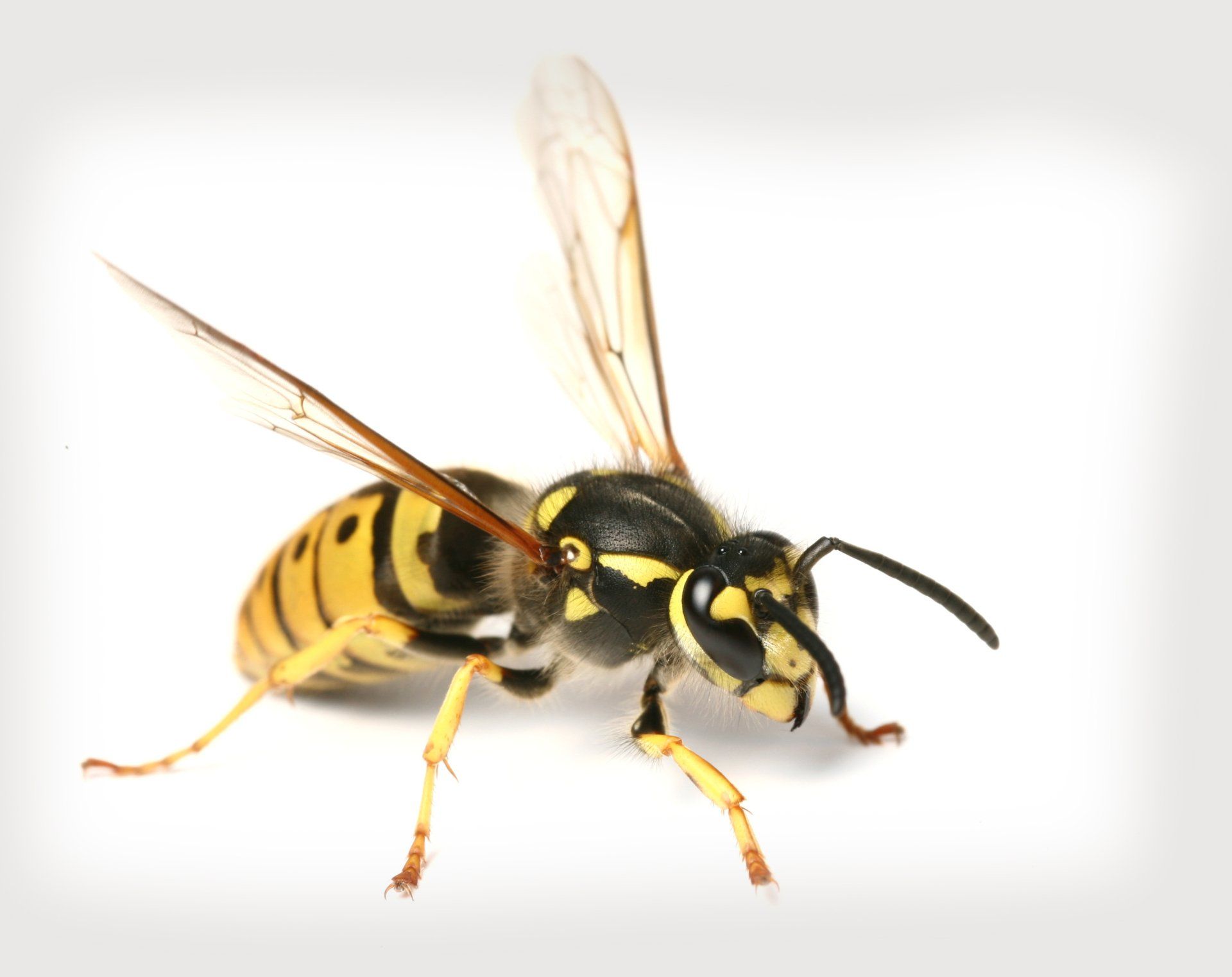 Bee — Biddeford, ME — Ares Pest Control