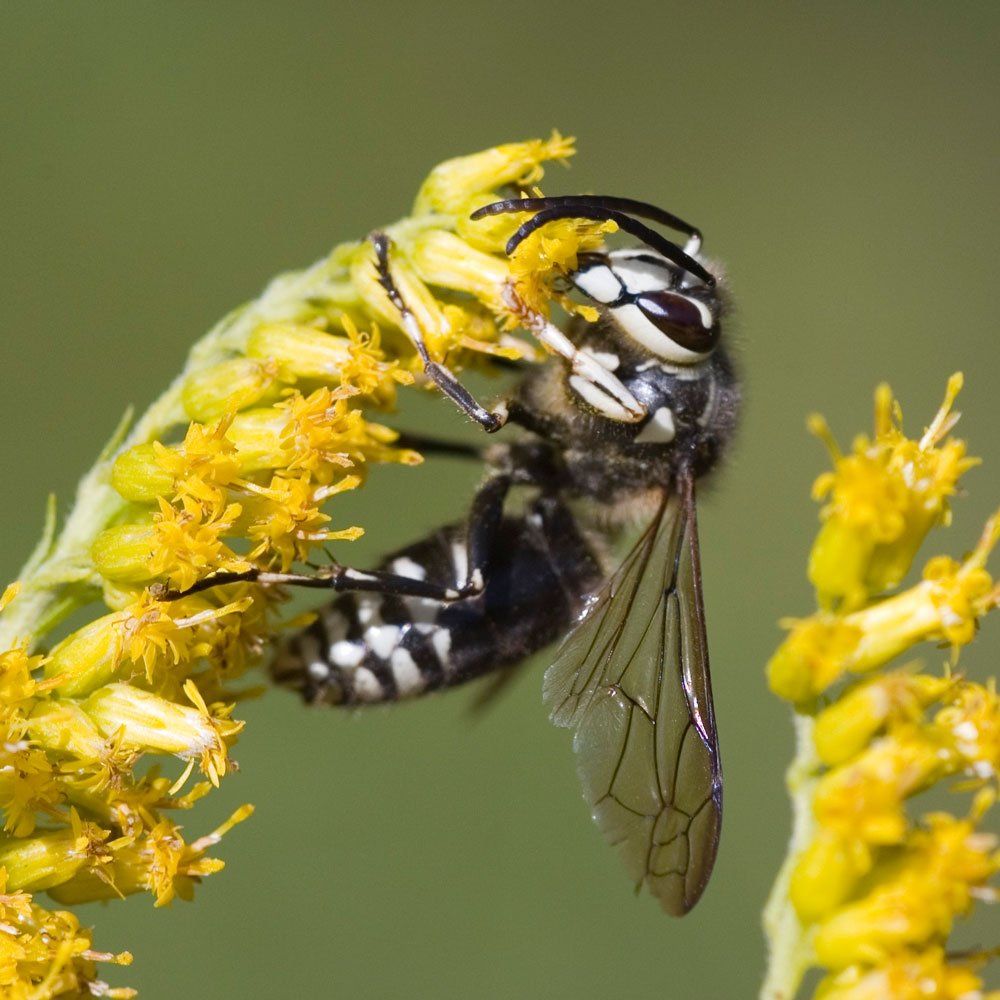 Wasp Sting Pussy