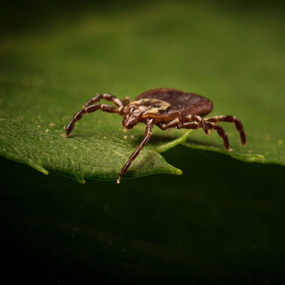 American Dog Tick — Biddeford, ME — Ares Pest Control