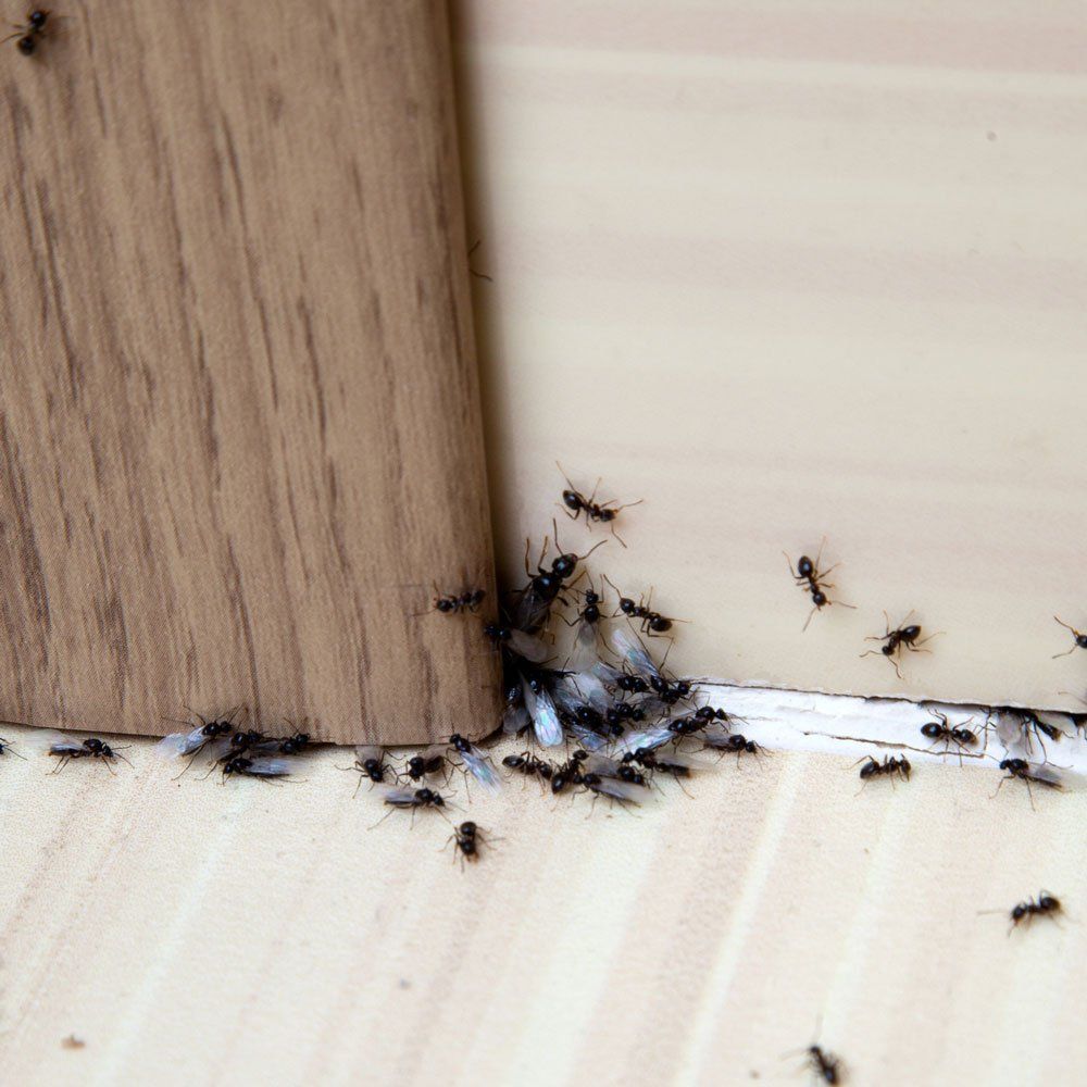 Odorous House Ant — Biddeford, ME — Ares Pest Control