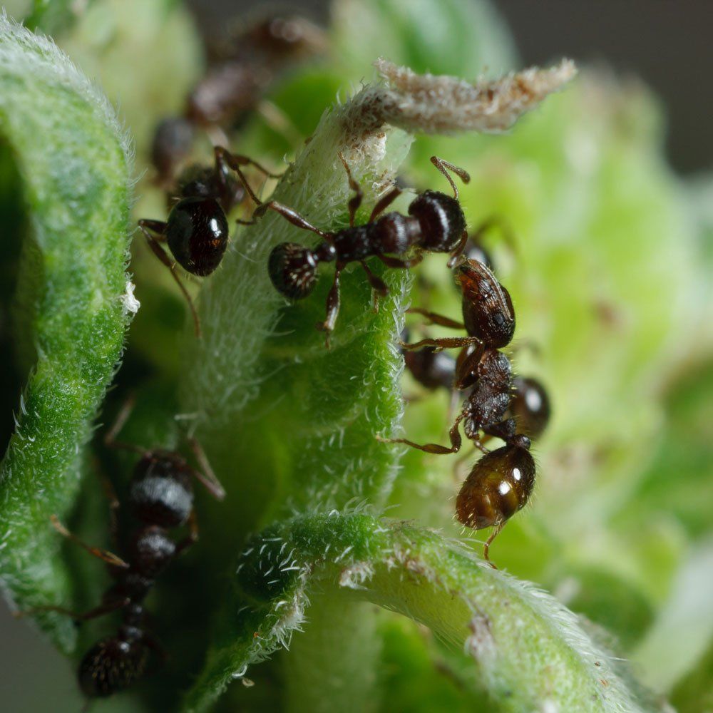 Pavement Ants — Biddeford, ME — Ares Pest Control