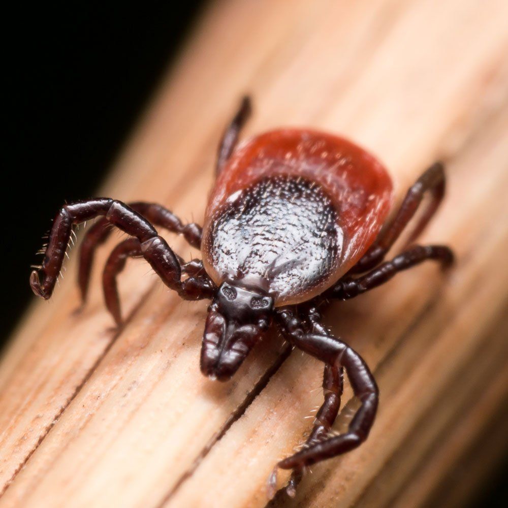 Deer Tick — Biddeford, ME — Ares Pest Control