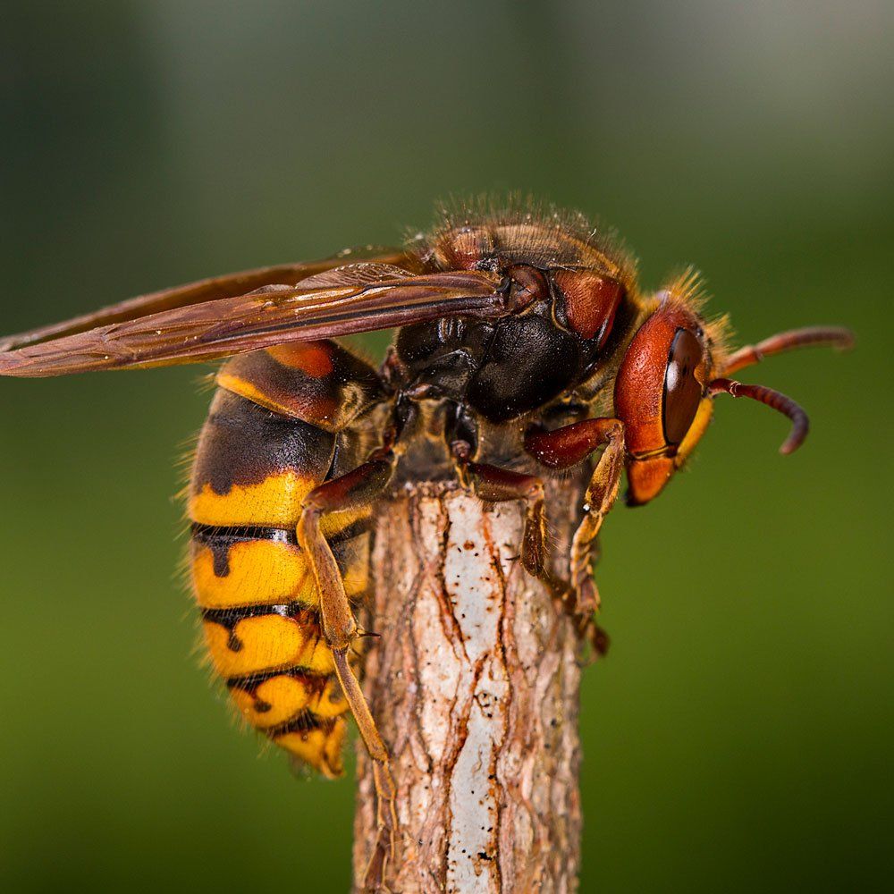 European Hornet — Biddeford, ME — Ares Pest Control