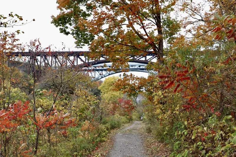 A path in the woods with a bridge in the background.