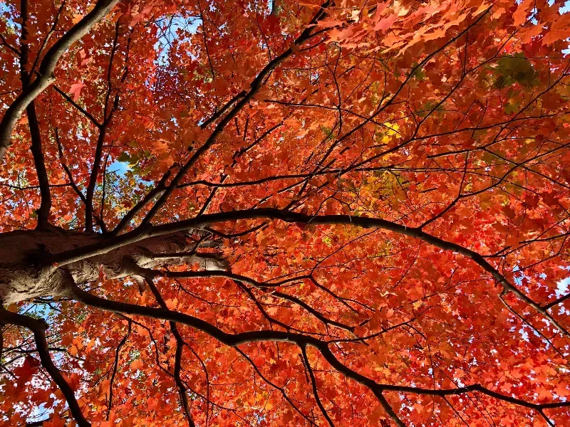 Looking up at a tree with red leaves