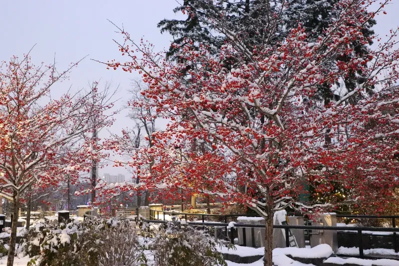 A snowy park with trees covered in snow and red berries