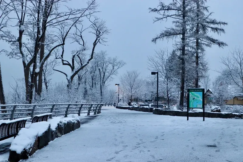 A snowy park with trees covered in snow