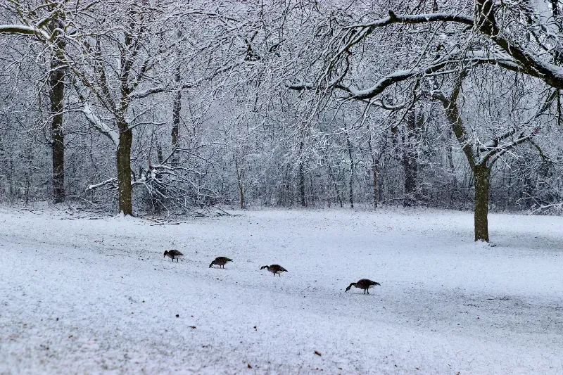 A group of birds are walking through a snowy field.