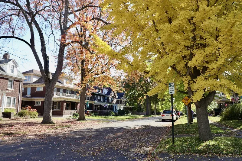 A tree with yellow leaves is in the middle of a residential street.