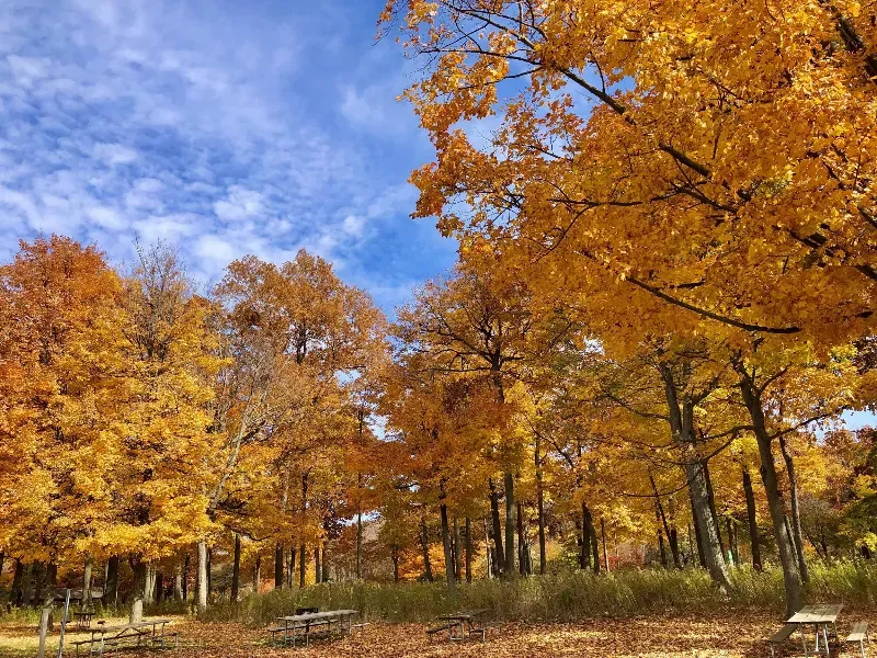 A row of trees with yellow leaves in a park with picnic tables.