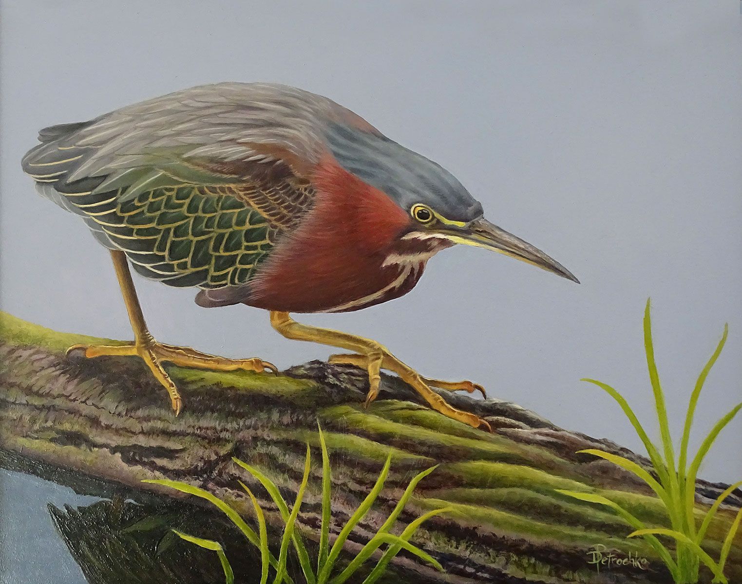 A bird perched on a mossy log, leaning forward with its sharp beak pointed toward the water.