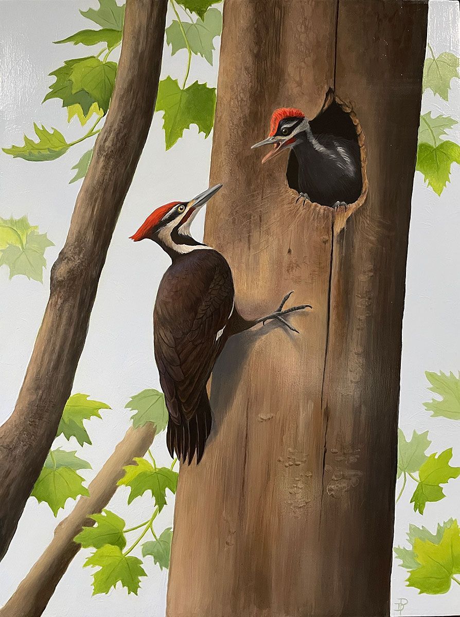 Two  Woodpeckers, one outside a tree hole and one peering out from inside, perched against a tree in a forest.