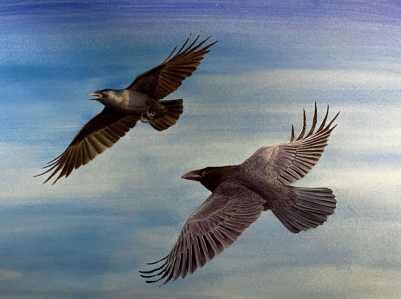 Two birds with dark feathers glide through a soft blue and white sky.