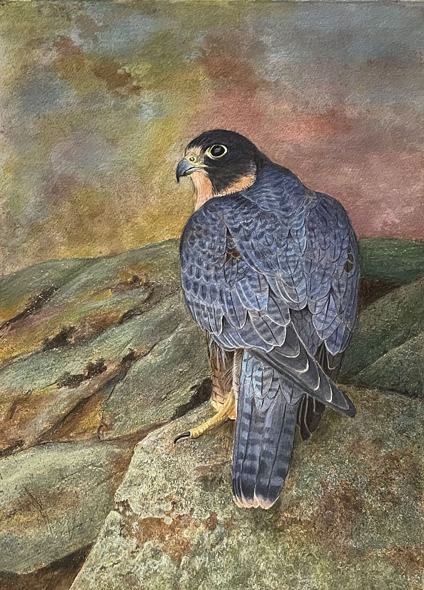 A bird stands on a rocky surface against a soft, multicolored sky.