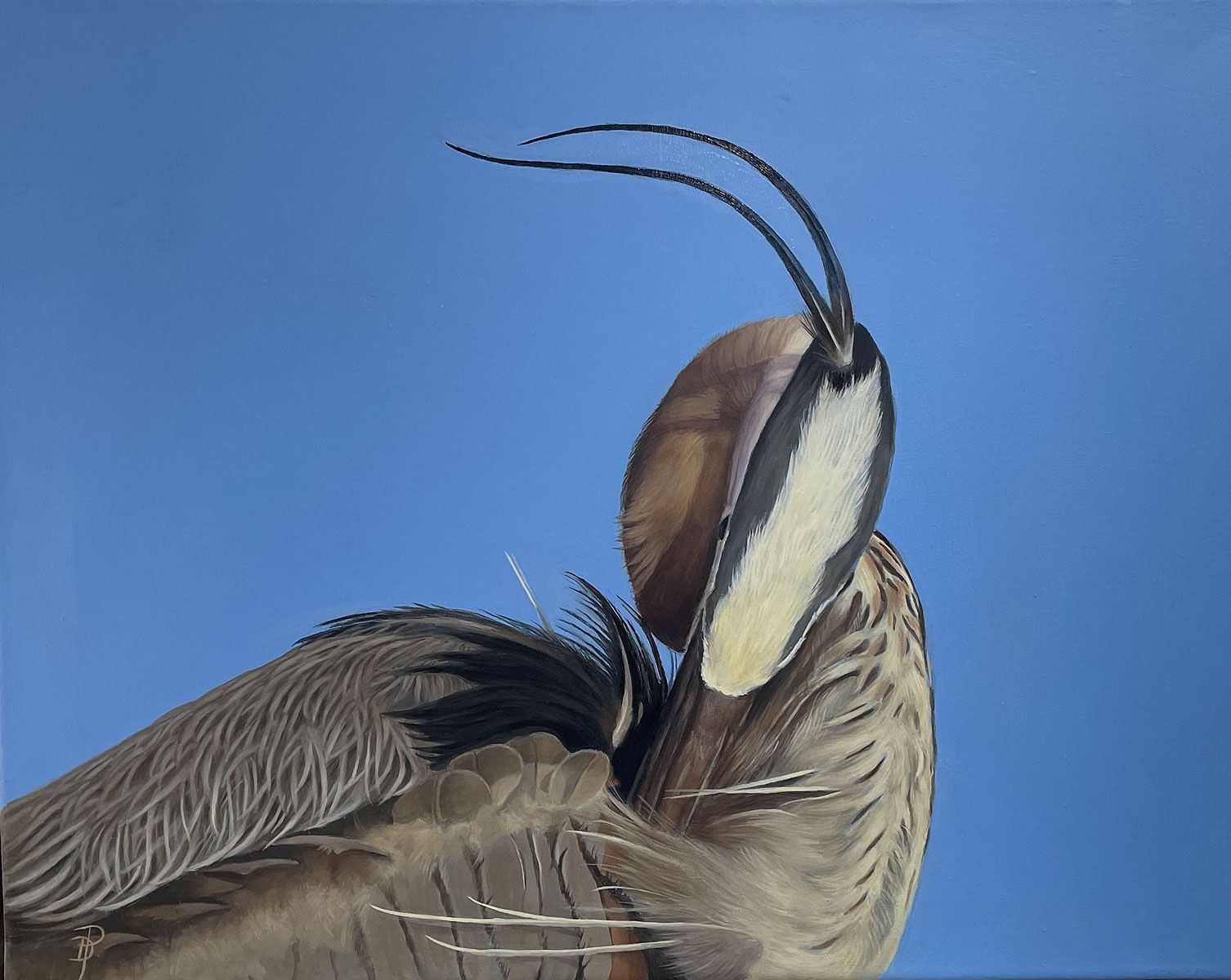 A close-up of a bird grooming its back feathers against a clear blue sky.