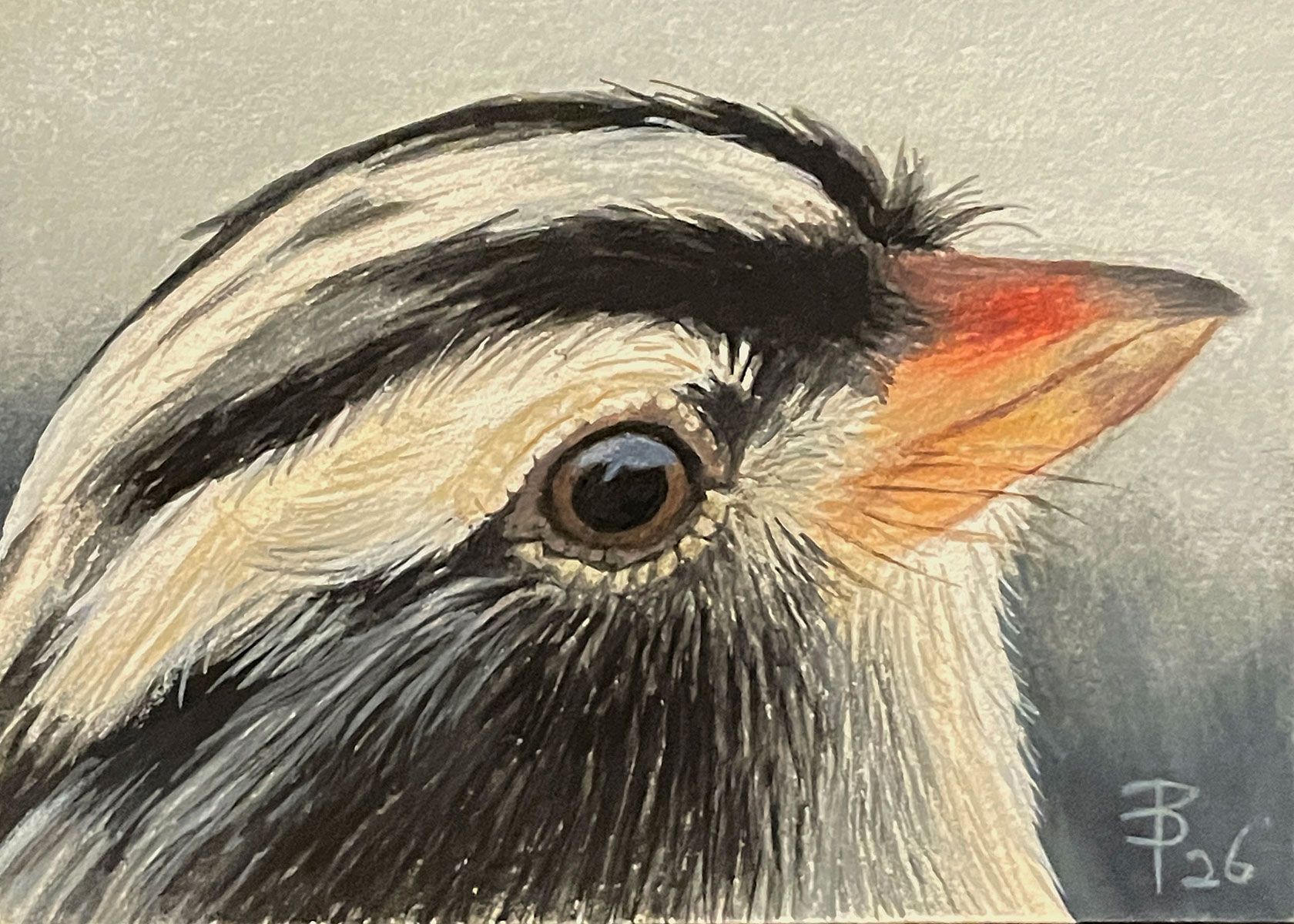 Close-up profile of a bird with a striped black-and-white head and an orange-tipped beak against a soft gray background.