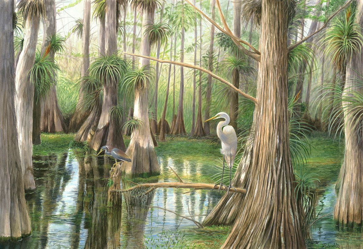 A great egret stands in a misty cypress swamp with tall, textured tree trunks and lush green water vegetation.