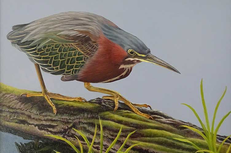 A bird perched on a mossy, textured branch, looking forward with its neck retracted.