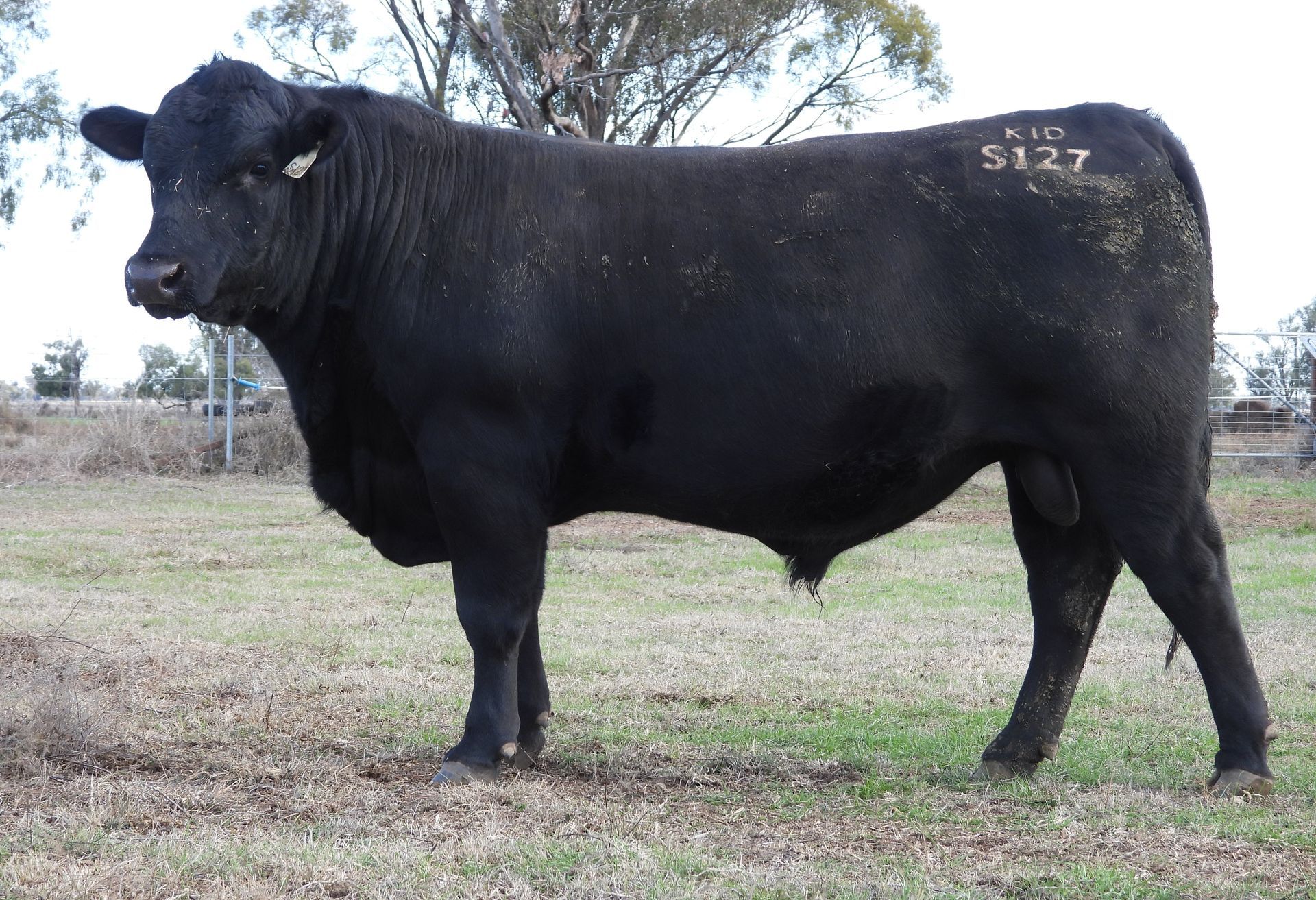 KIDMAN PRECEDENCE S127  — Angus Bull Dubbo Region in Gilgandra, NSW