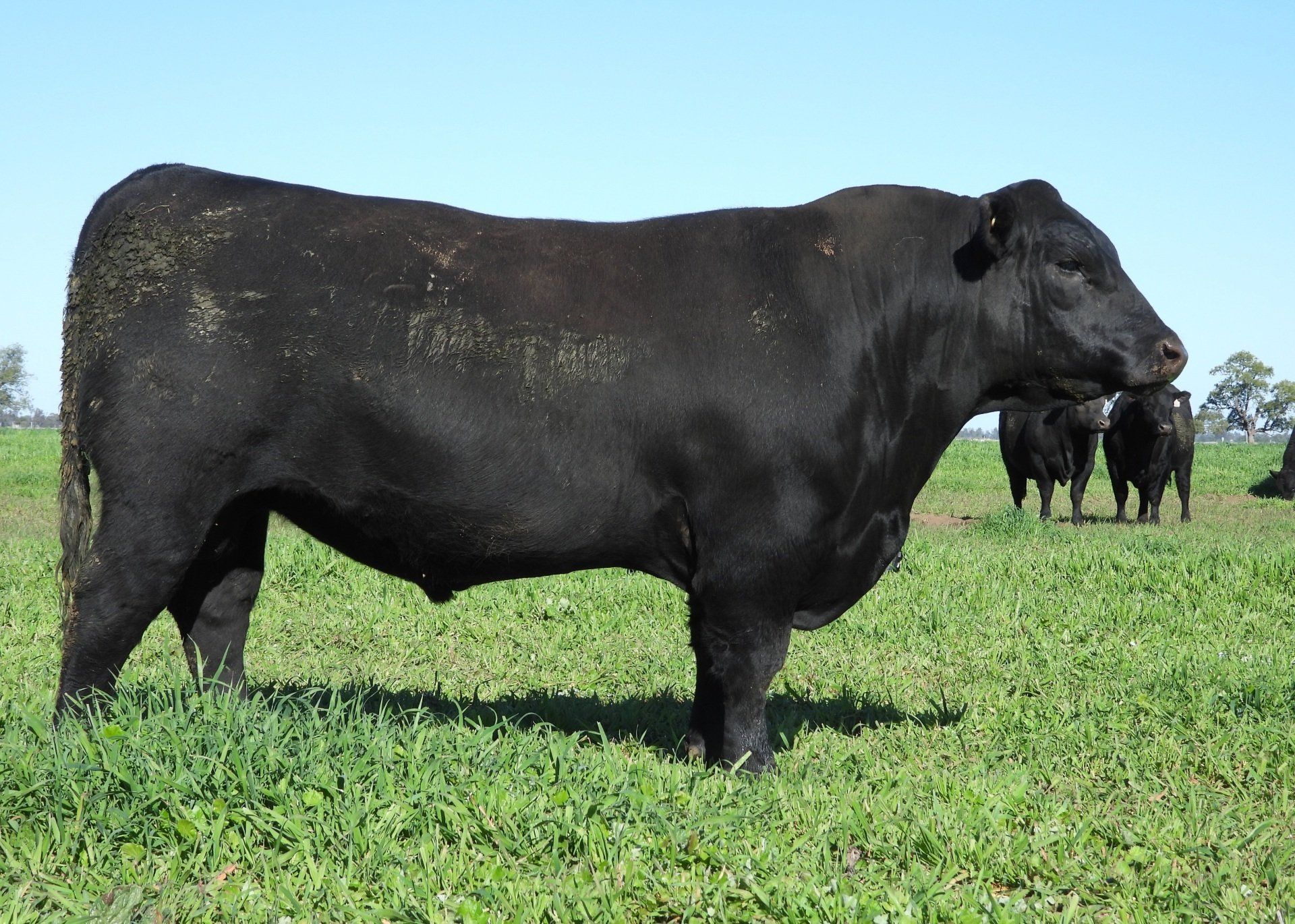 Kidman Angus | Angus Bull Dubbo Region