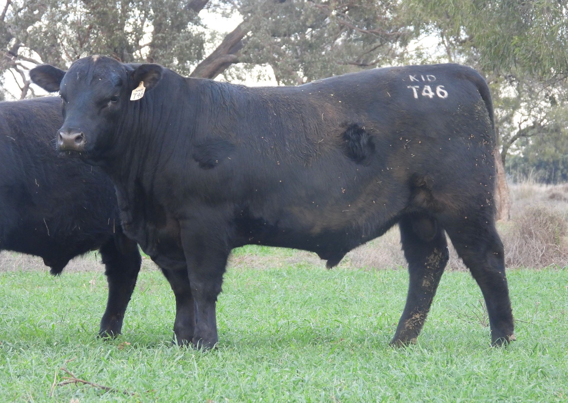 KIDMAN EFFECTIVE T46 — Angus Bull Dubbo Region in Gilgandra, NSW