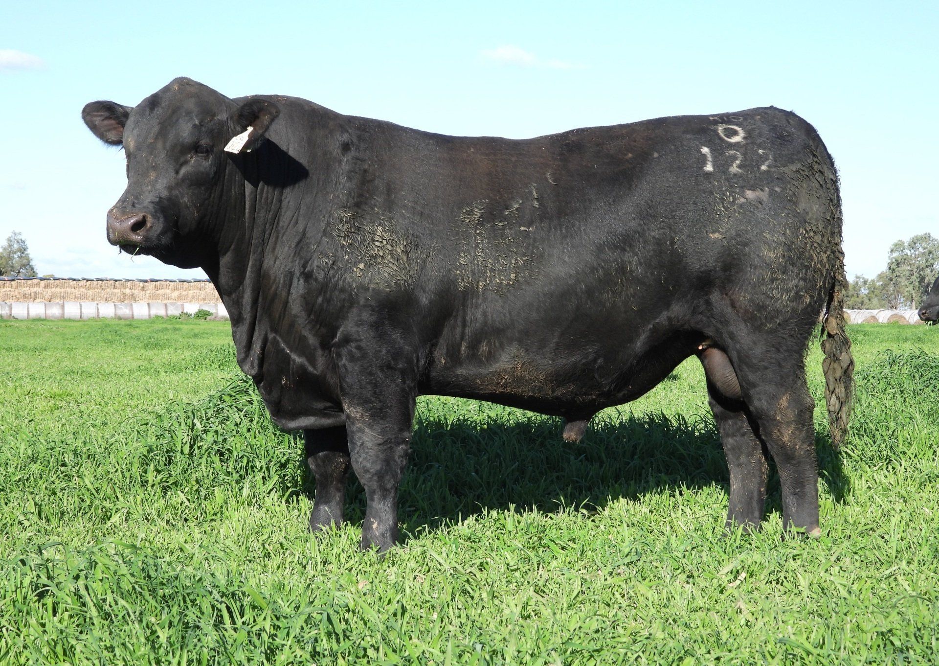 Kidman Angus | Angus Bull Dubbo Region