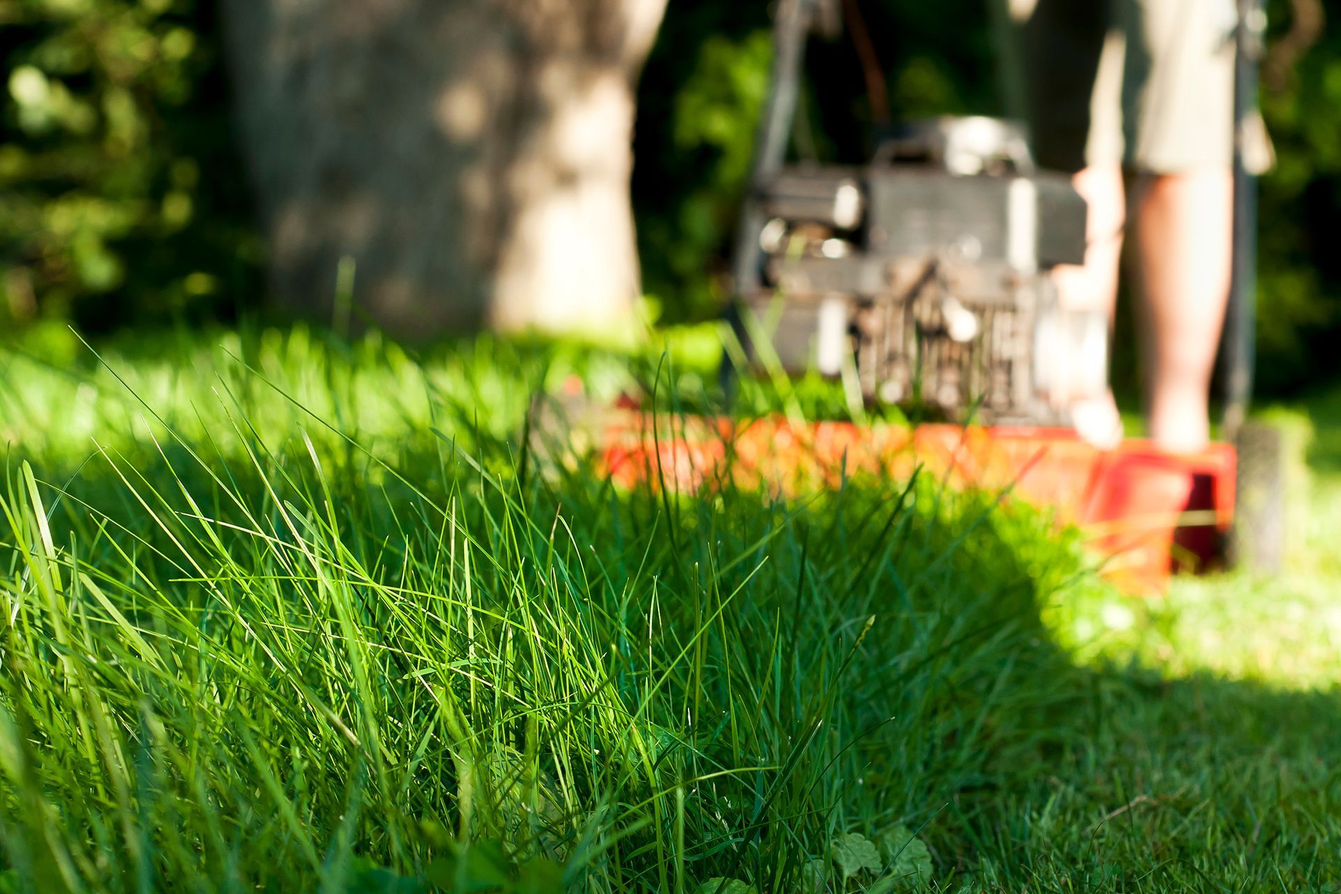 A person is mowing a lush green lawn with a lawn mower.