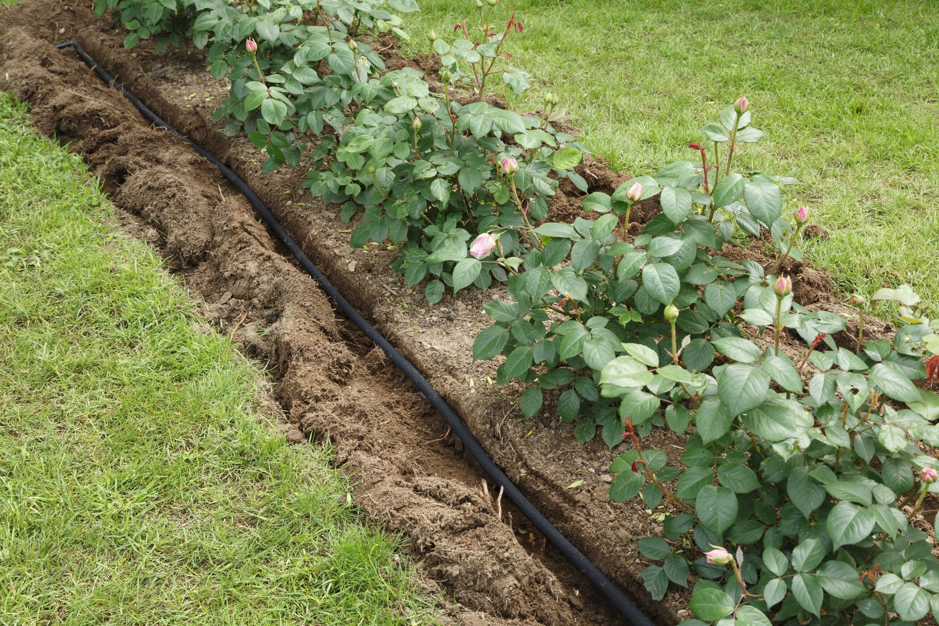 A row of plants growing in a garden next to a lawn.