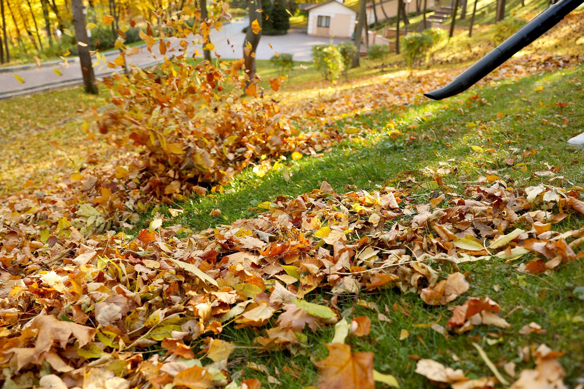 A person is blowing leaves from a lawn with a blower.
