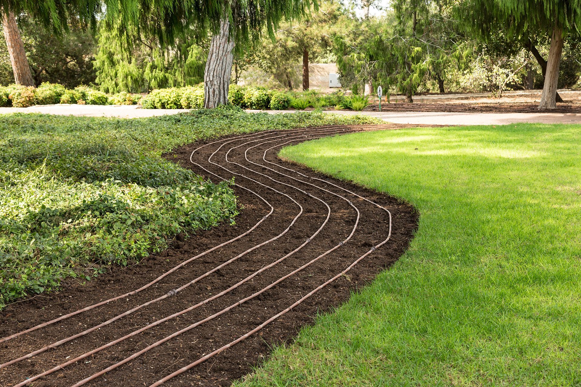 A lawn with a path going through it and a tree in the background.