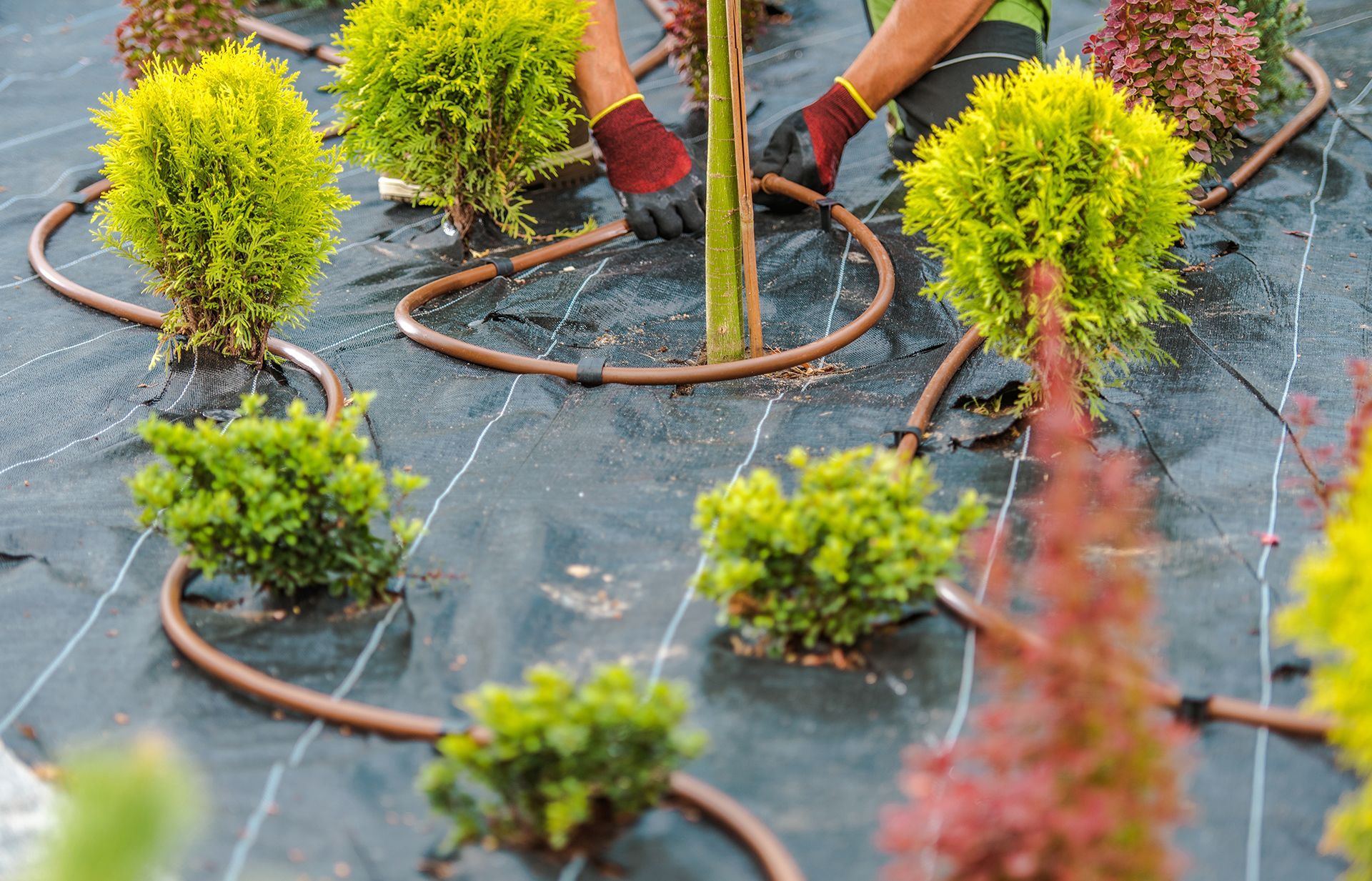 A man is planting trees in a garden with irrigation hose.