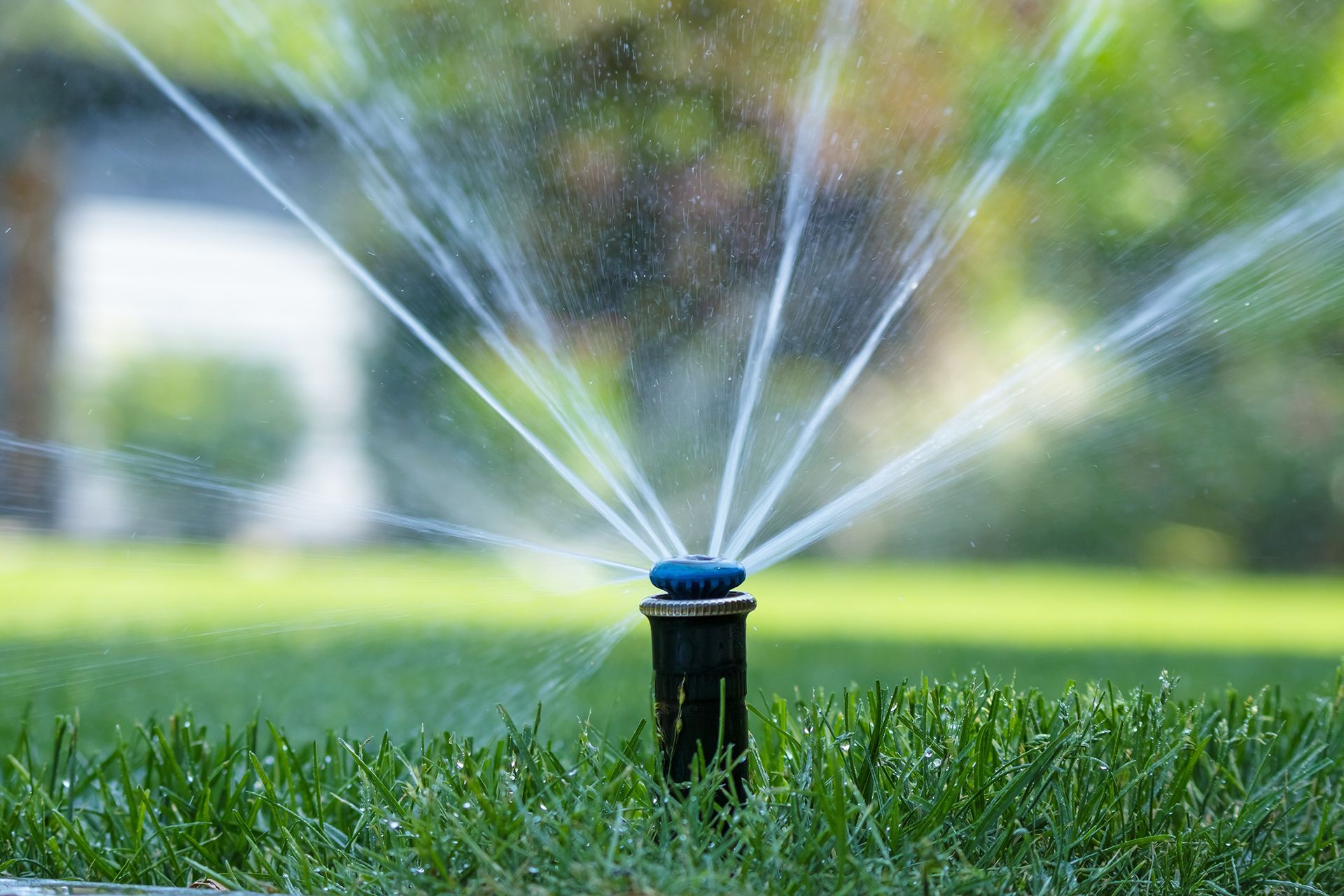 A sprinkler is spraying water on a lush green lawn.