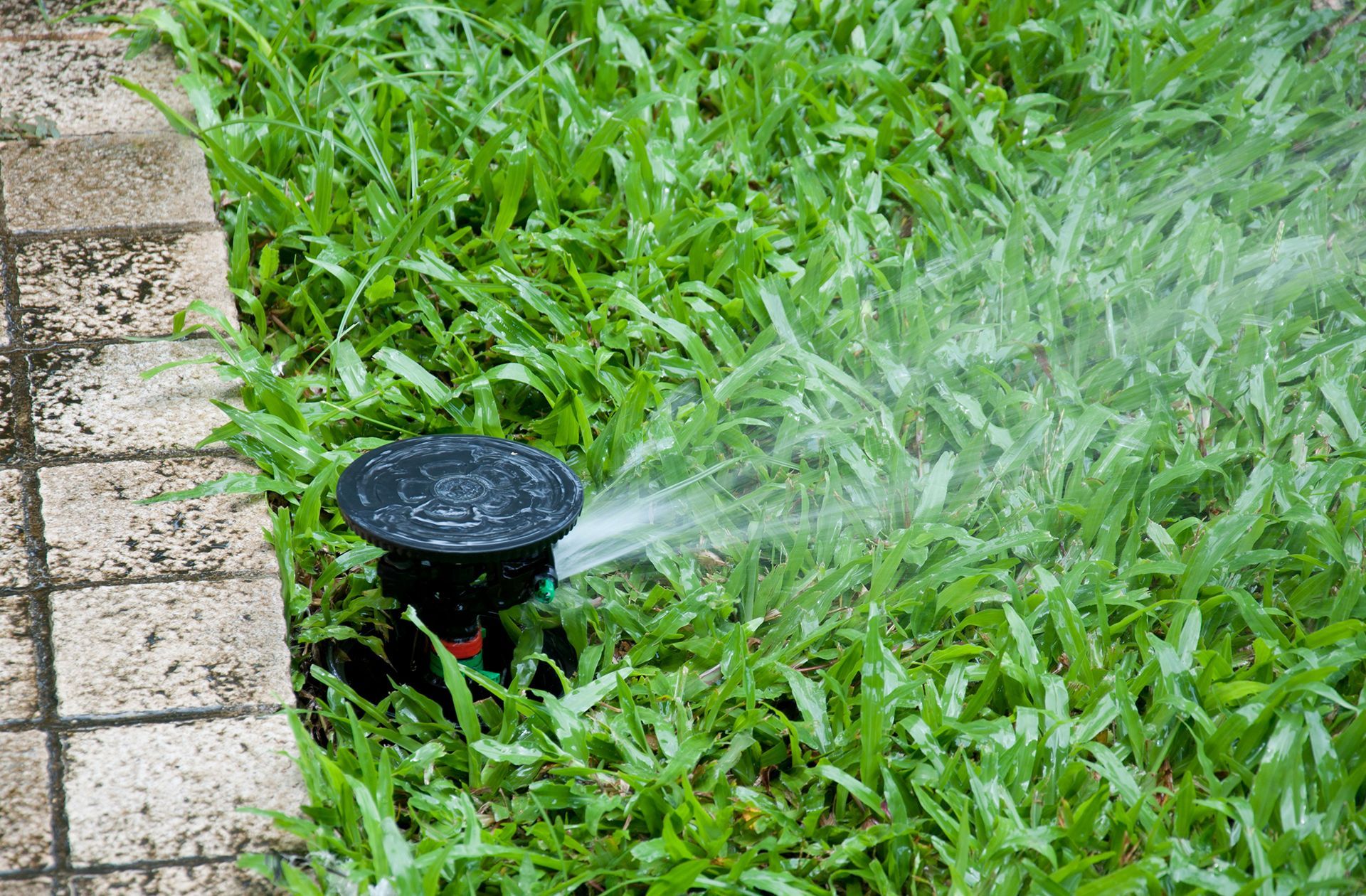 A sprinkler is spraying water on a lush green lawn.
