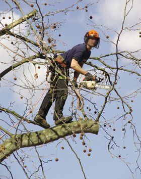 Tree surgeon - Sunniside, Gateshead, Newcastle Upon Tyne, Washington - Terry Cox Tree Surgery - Tree Dismantling