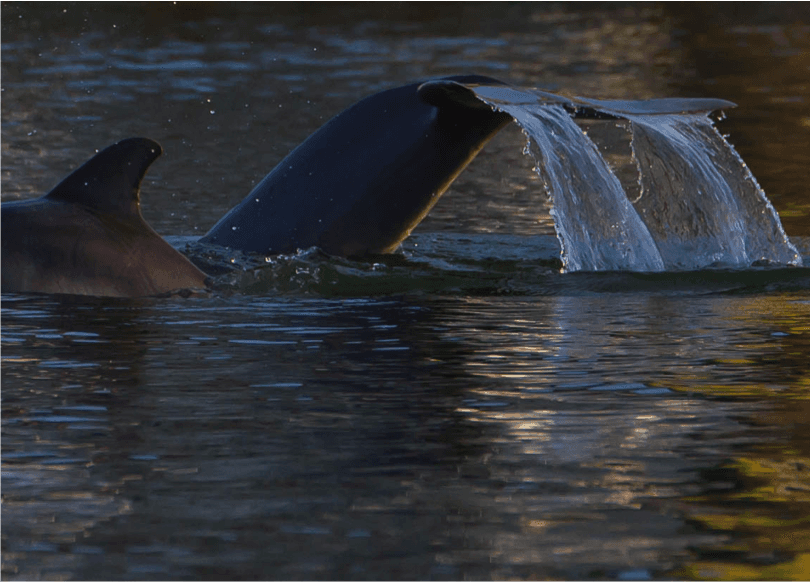 2 dolphins diving simultaneously, displaying both grace and power. Photo courtesy Keith Winham Photography. (Dolphin Cruise & Nature Tour, Hilton Head Island, Sonny C Charters).