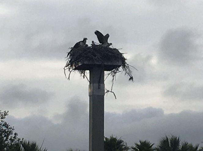 Learn about the Osprey of Hilton Head