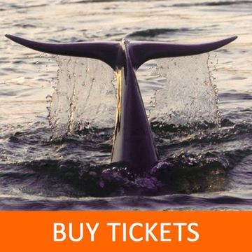 Buy tickets for 90-minute dolphin and nature tour on Hilton Head Island