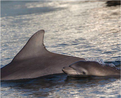 90 Minute Hilton Head Dolphin Tour