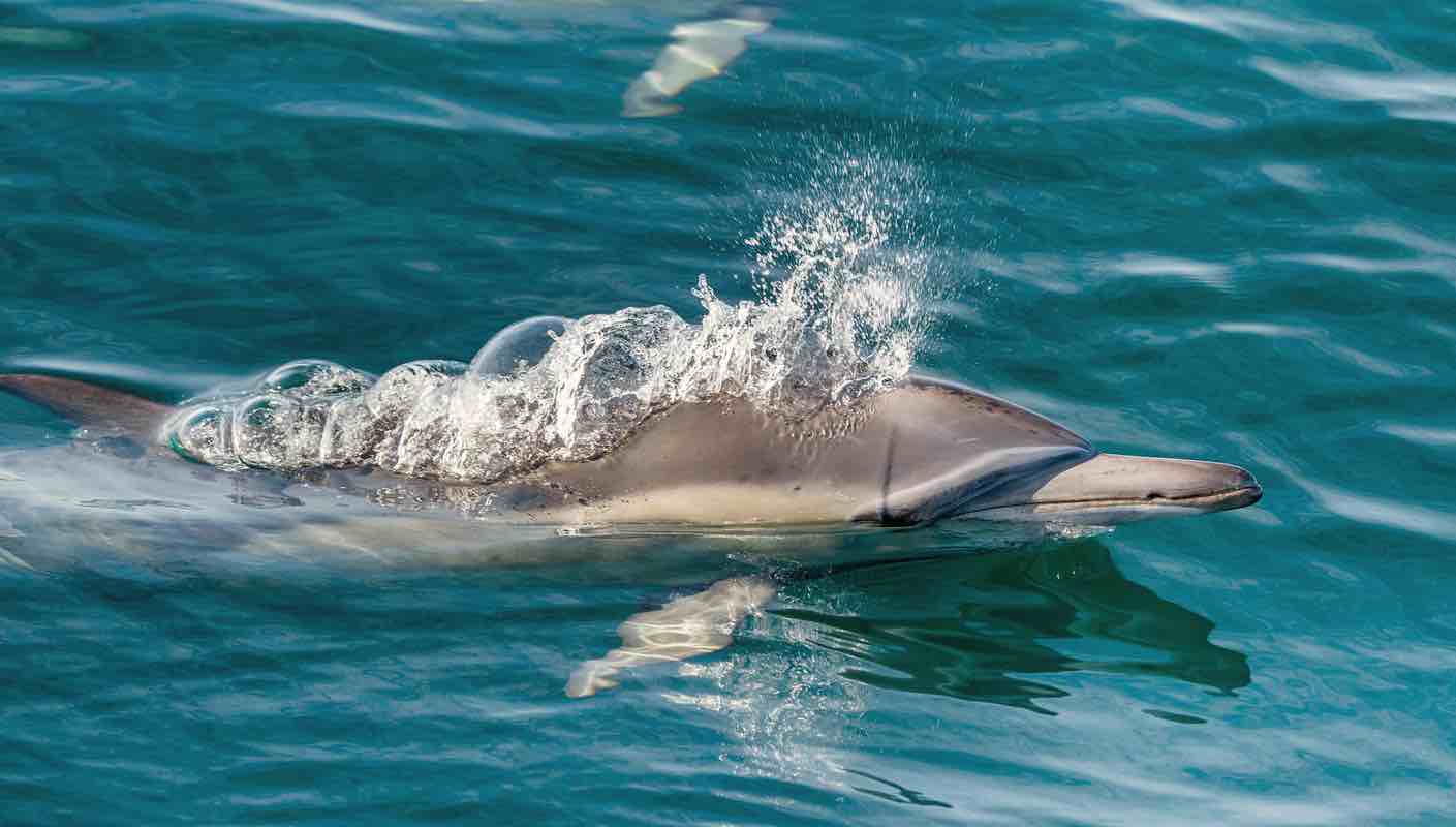 Questions about our dolphin tours